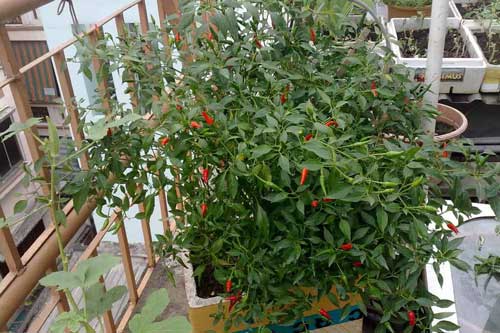 Học lỏm kỹ thuật trồng ớt đơn giản, sau 3 tháng mẹ trẻ sung sướng có quả ăn quanh năm