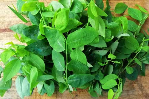 Rau ngót ngon - bổ - rẻ nhưng 3 nhóm người sau không nên dùng, tránh hại thân