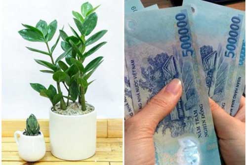 Loại cây nghe tên đã thấy giàu, nên tậu ngay để Thần tài "gật đầu" ban tiền ngập két