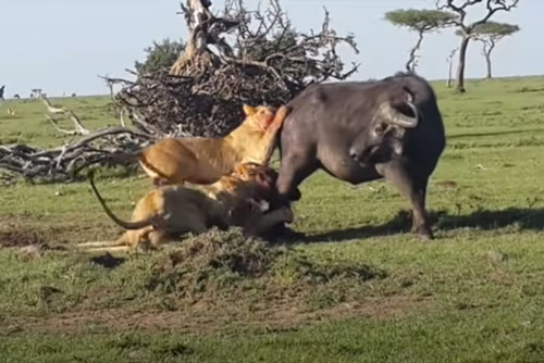 CLIP: Trâu rừng chết thảm dưới nanh vuốt của đàn sư tử