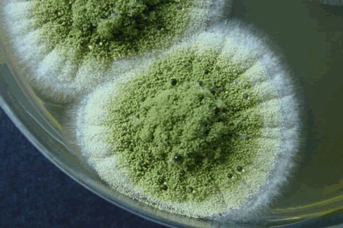 Nấm mốc Aspergillus Flavus.