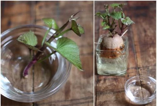Cách trồng khoai lang trong bao đất bằng mầm ươm từ củ khoai - 7