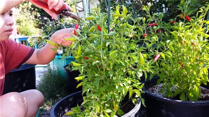 Học lỏm kỹ thuật trồng ớt đơn giản, sau 3 tháng mẹ trẻ sung sướng có quả ăn quanh năm - 6