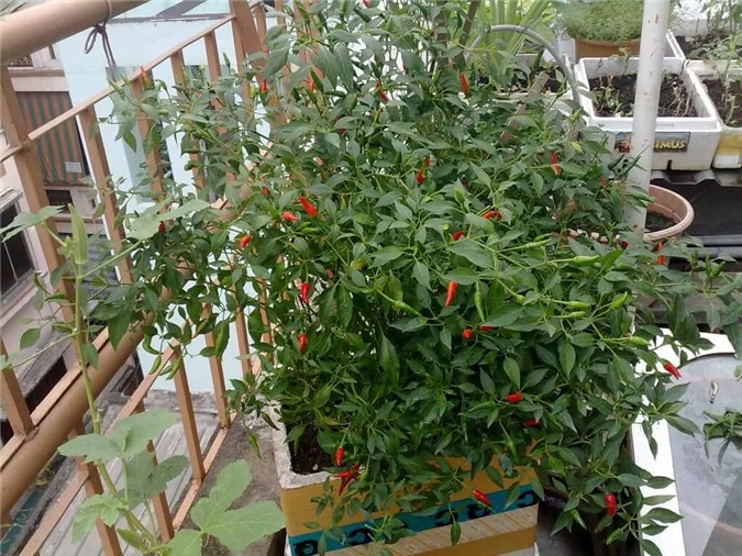 Học lỏm kỹ thuật trồng ớt đơn giản, sau 3 tháng mẹ trẻ sung sướng có quả ăn quanh năm - 7