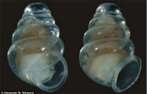 Loài ốc kỳ lạ vỏ trong suốt như thủy tinh - 3