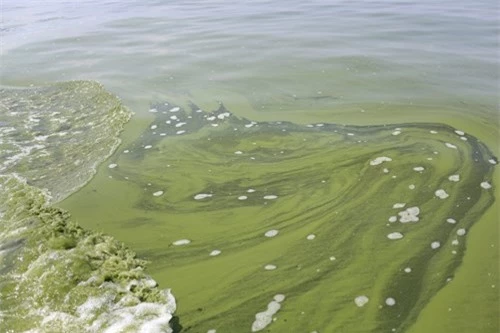 Những hình ảnh khó tin về tảo nở hoa - 4