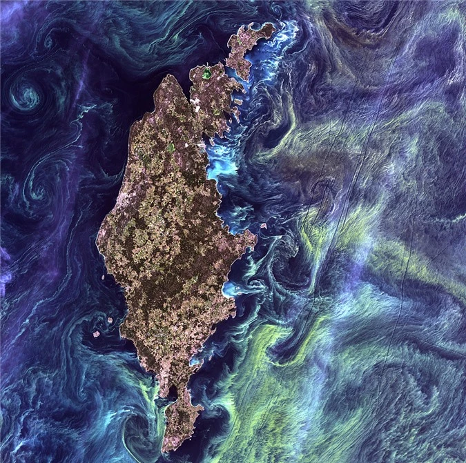 Những hình ảnh khó tin về tảo nở hoa - 6