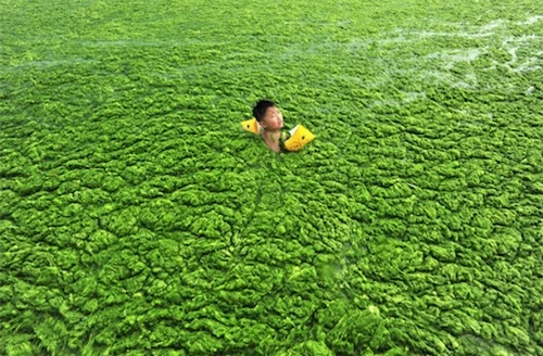 Những hình ảnh khó tin về tảo nở hoa - 8