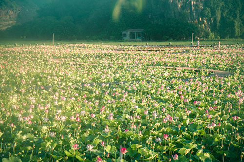 Cảnh đẹp ở cánh đồng sen Ninh Bình
