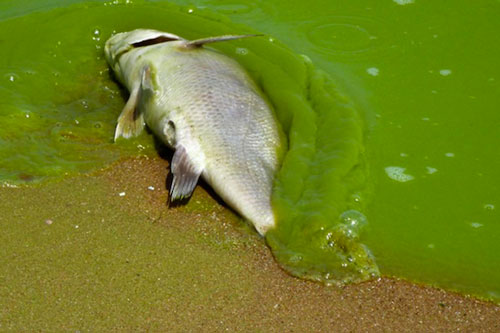 Những hình ảnh khó tin về tảo nở hoa