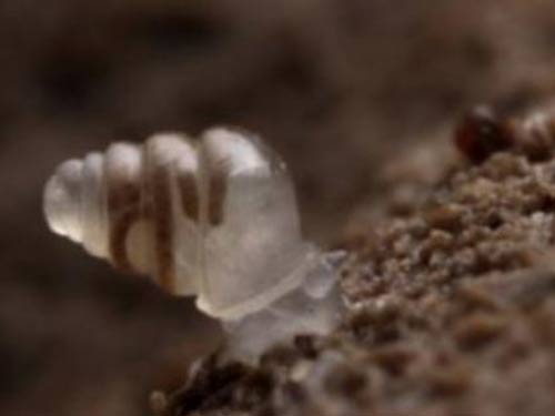 Loài ốc kỳ lạ vỏ trong suốt như thủy tinh