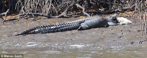 Cảnh tượng hai con cá sấu đang ăn thịt nhau khiến nhiều người bị sốc