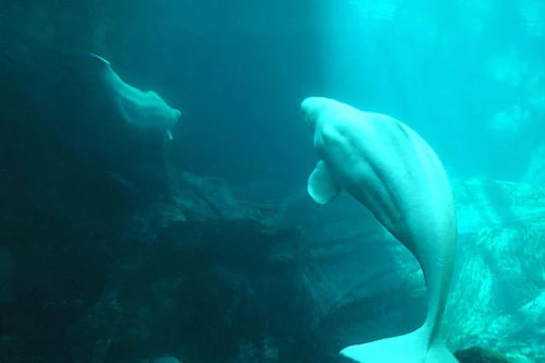 Cá voi NOC có thể nói chuyện bằng ngôn ngữ con người