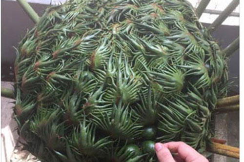 Bức ảnh đang gây tranh cãi nhất MXH: Đây là "cái" gì?