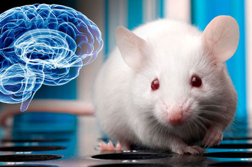 Những thử nghiệm kinh hoàng tạo ra loài chuột mang bộ phận con người