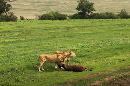 CLIP: Đàn trâu rừng bất lực nhìn sư tử ăn thịt con non