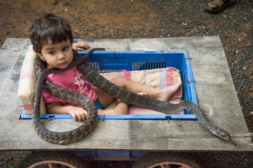 Rùng mình trước cảnh bé gái vui đùa với động vật hoang dã nguy hiểm