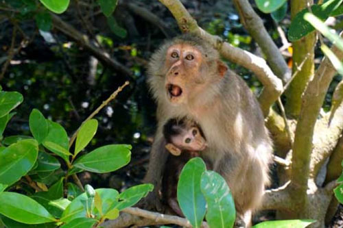 Cuộc sống muôn màu nơi Đảo Khỉ