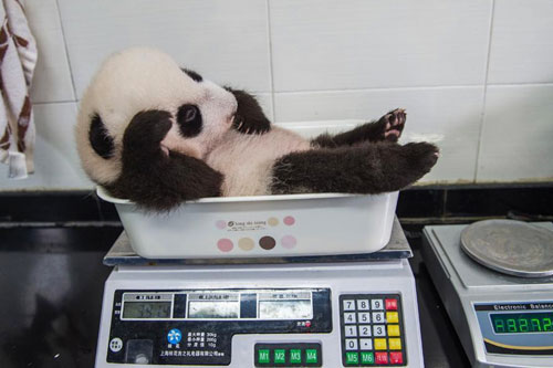 Nhân viên chăm sóc động vật "cân" thú cưng như thế nào, xem ngay loạt ảnh đáng yêu này sẽ biết