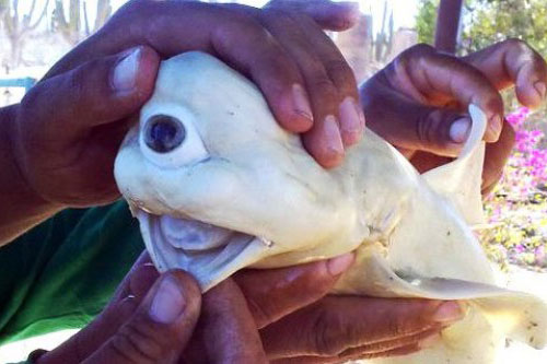 Biến đổi gene kỳ bí mang tên 'hiện tượng một mắt'