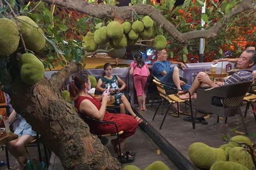 Cây mít sai trĩu quả trong quán cafe ở Tuyên Quang khiến dân tình tròn mắt