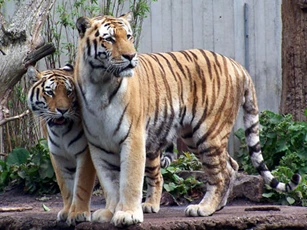 Top 3 con giáp dễ 'lật ngược thế cờ', gặp dữ hóa lành, đổi đời giàu có trong 30 ngày tới