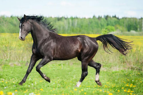 ‘Sách trời’ đã ghi, những con giáp này thường càng già càng giàu, tiền bạc ‘ngập’ két