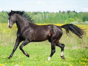 ‘Sách trời’ đã ghi, những con giáp này thường càng già càng giàu, tiền bạc ‘ngập’ két