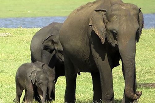 Cặp voi song sinh hiếm có tại Sri Lanka