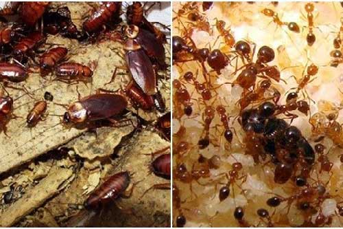 Lấy quả chanh làm thế này cả năm gia đình bạn sẽ không cần phải lo muỗi, kiến, gián