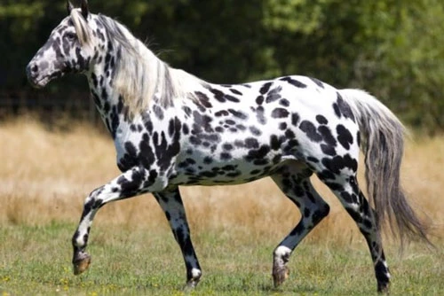 10. Ngựa Appaloosa.