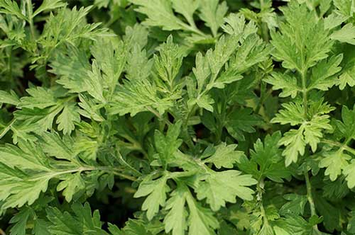 Đây là nguyên do vì sao gia đình bạn nên thường xuyên ăn ngải cứu