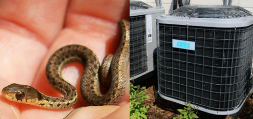 Kinh hãi khi phát hiện 40 con rắn con sống trong điều hòa ở Ấn Độ