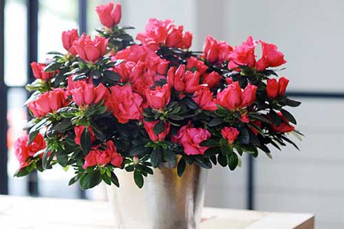 Đây chính là loại cây hút khí độc nên trồng ngay trong nhà lại có thể giúp gia chủ thăng tiến trong sự nghiệp