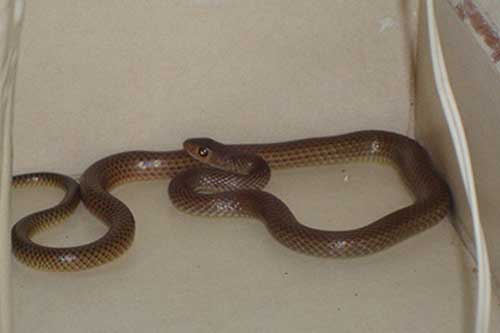 Đây chính là bí quyết hay để rắn không bao giờ vào nhà bạn