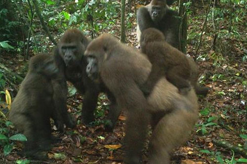 Khỉ đột quý hiếm nhất thế giới sinh con