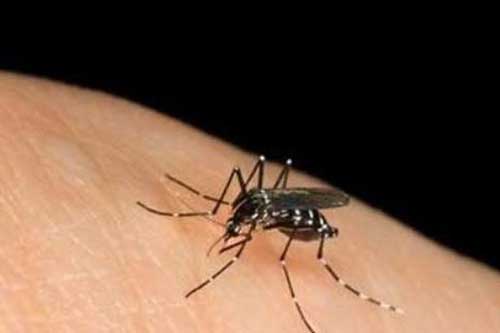 Mẹo hay giúp nhà sạch bay bóng muỗi