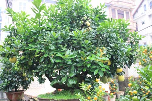 Đây chính là “thần hộ mệnh” trồng trước cửa nhà gia đình có thể tránh được mọi xui xẻo sự nghiệp thăng tiến không ngừng