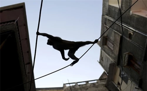 Ảnh đẹp: Khỉ leo dây điện thoại qua phố - 12