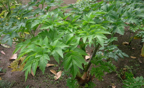 Phát hiện loại lá cây chứa chất có tác dụng “cải lão hoàn đồng”