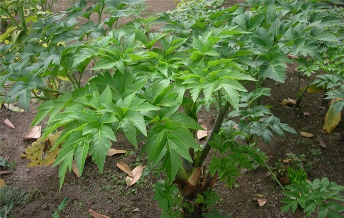 Phát hiện loại lá cây chứa chất “cải lão hoàn đồng” - 1