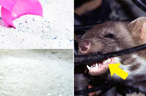 Dùng bột xà phòng để đuổi chuột theo kiểu này hiệu quả hơn ngàn lần dùng thuốc diệt