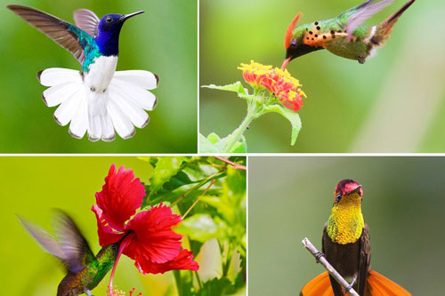 Ảnh động vật ấn tượng trong tuần: Tuần lộc bị sét đánh chết la liệt, chim ruồi khoe sắc