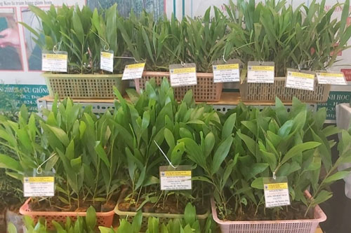 Cần nghiên cứu sâu về gen trong chọn tạo giống mới