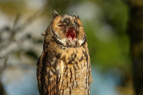 Khoảnh khắc cú con há miệng ngáp ngủ gây sốt mạng