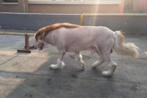 Con gái "ủy quyền" trông chó, ngẫu hứng ông bố biến luôn thành "sư tử rừng xanh" phiên bản lỗi