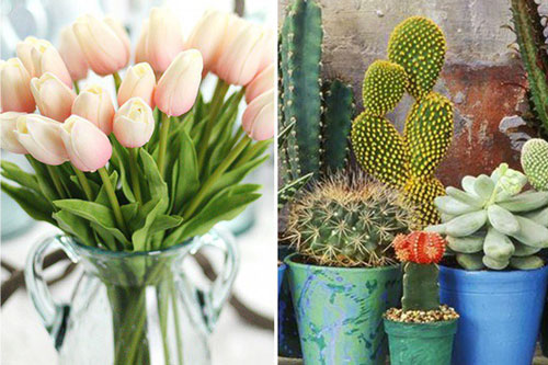 Những loại hoa đẹp mấy cũng không nên rước vào nhà, loại thứ 3 nhiều người chơi nhất