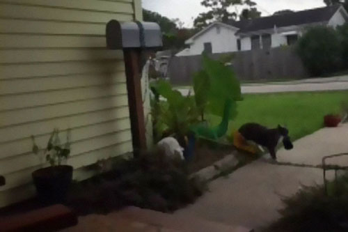 Siêu trộm mèo đáng yêu chuyên trộm đồ nhà hàng xóm và cái kết bất ngờ