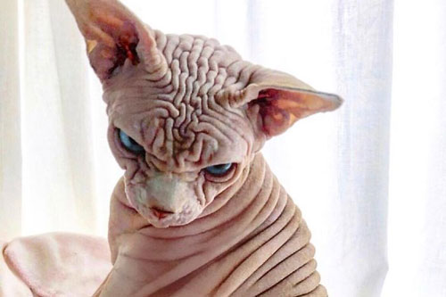 Những chú mèo có ngoại hình độc lạ thu hút mọi ánh nhìn