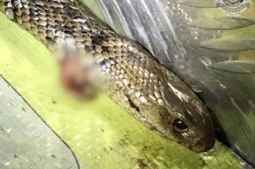 Hi hữu: Lái xe quá tốc độ nhưng không bị cảnh sát truy cứu vì lý do không ngờ